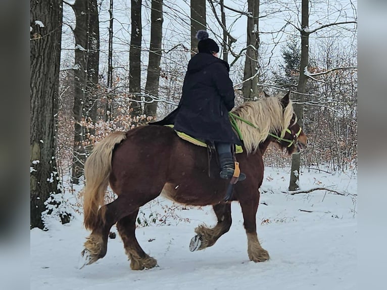 Autres chevaux de trait Jument 10 Ans 155 cm Alezan in Linkenbach