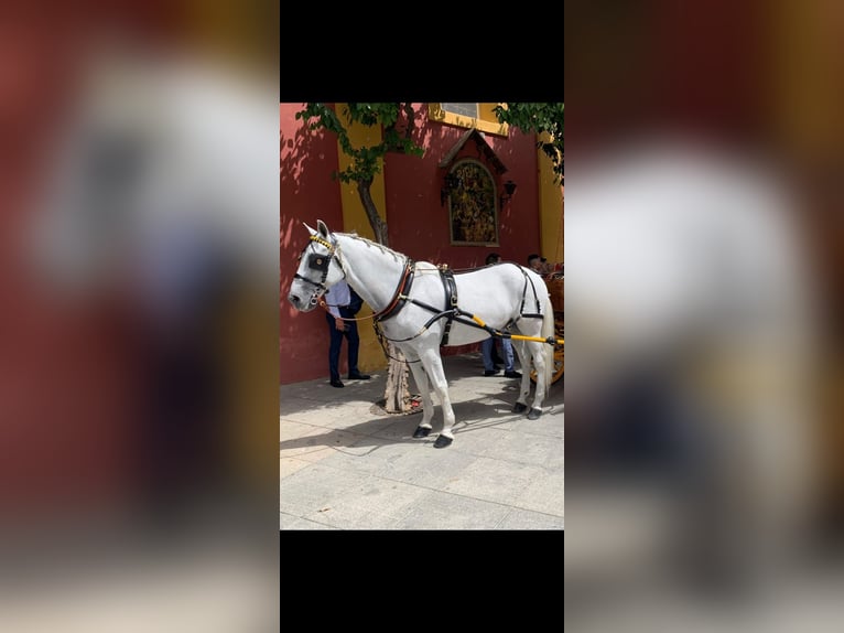 Autres chevaux de trait Jument 10 Ans 163 cm Gris in Murcia
