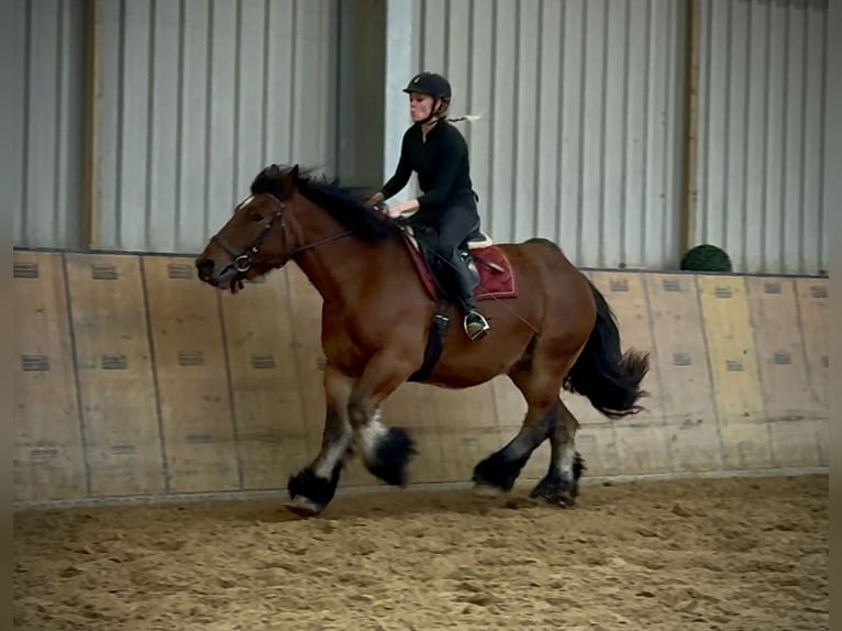 Autres chevaux de trait Jument 11 Ans 152 cm Bai in Neustadt (Wied)