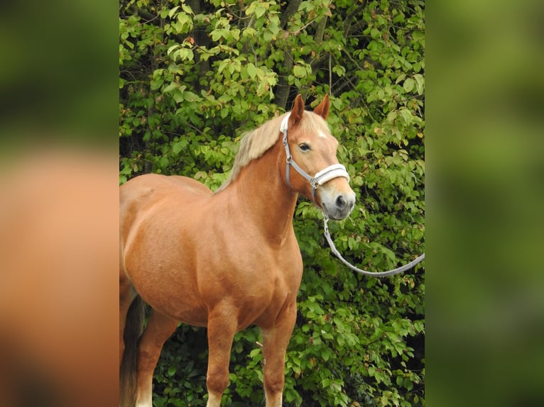 Autres chevaux de trait Jument 11 Ans 155 cm Alezan in Verl