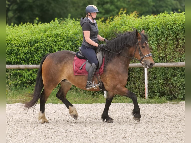 Autres chevaux de trait Croisé Jument 11 Ans 156 cm Bai in Neustadt (Wied)