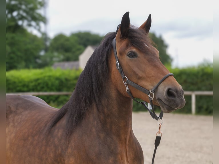 Autres chevaux de trait Croisé Jument 11 Ans 156 cm Bai in Neustadt (Wied)