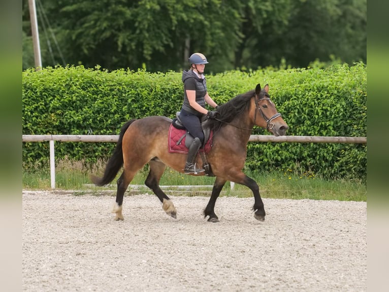 Autres chevaux de trait Croisé Jument 11 Ans 156 cm Bai in Neustadt (Wied)