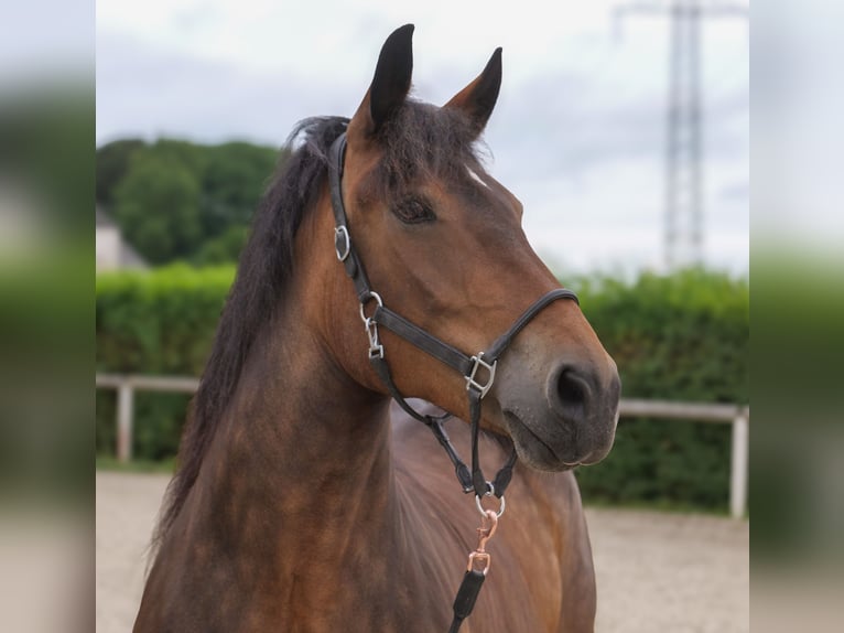 Autres chevaux de trait Croisé Jument 11 Ans 156 cm Bai in Neustadt (Wied)