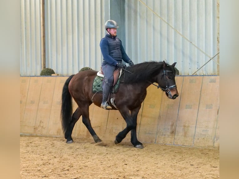 Autres chevaux de trait Jument 11 Ans 160 cm Bai in Neustadt (Wied)