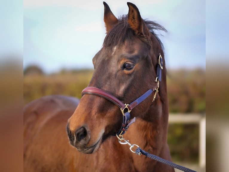 Autres chevaux de trait Jument 11 Ans 160 cm Bai in Neustadt (Wied)