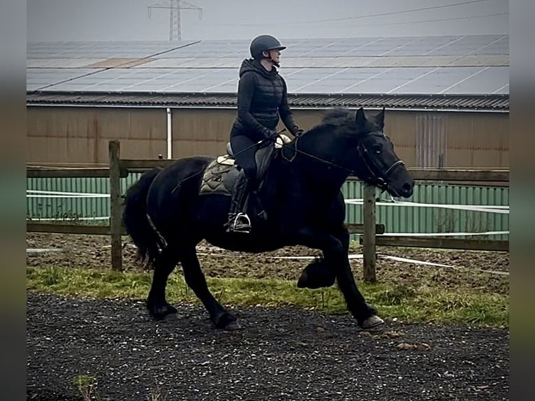 Autres chevaux de trait Croisé Jument 12 Ans 150 cm Noir in Neustadt (Wied)