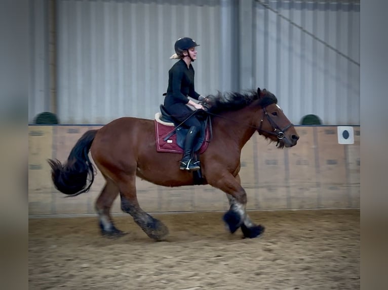 Autres chevaux de trait Jument 12 Ans 152 cm Bai in Neustadt (Wied)