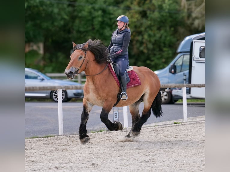 Autres chevaux de trait Jument 12 Ans 153 cm Bai in Neustadt (Wied)