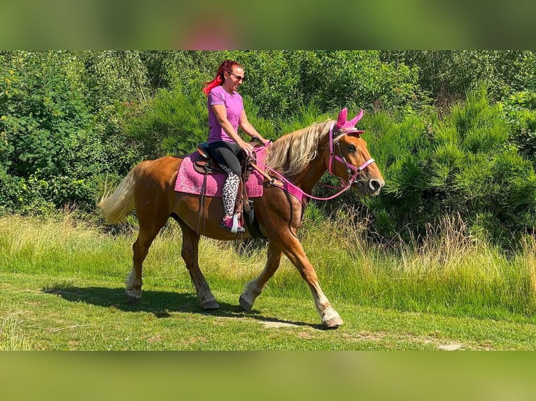 Autres chevaux de trait Jument 12 Ans 163 cm Alezan in Linkenbach
