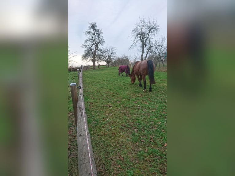 Autres chevaux de trait Croisé Jument 12 Ans 165 cm Roan-Bay in Oschatz