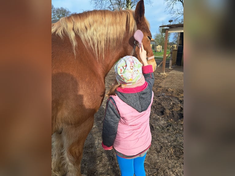 Autres chevaux de trait Jument 13 Ans 150 cm in Königshügel