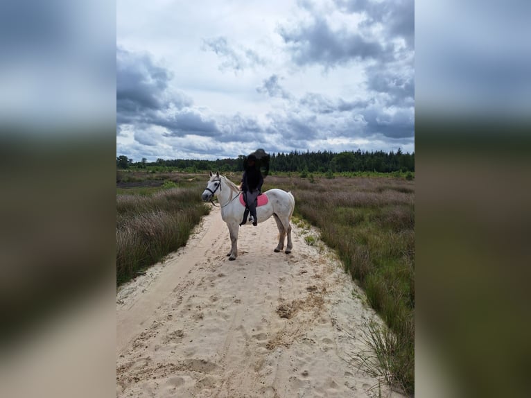 Autres chevaux de trait Croisé Jument 15 Ans 156 cm Gris in Bellingwolde