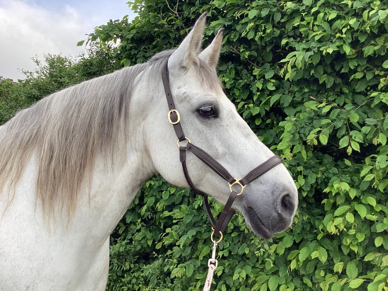 Autres chevaux de trait Croisé Jument 15 Ans 156 cm Gris in Bellingwolde
