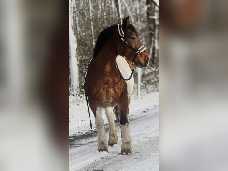 Autres chevaux de trait Jument 16 Ans 158 cm Pinto in Someren