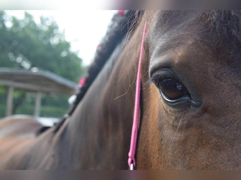 Autres chevaux de trait Croisé Jument 16 Ans 162 cm Bai in Schwerinsdorf