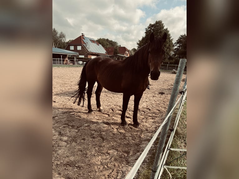 Autres chevaux de trait Croisé Jument 16 Ans 162 cm Bai in Schwerinsdorf