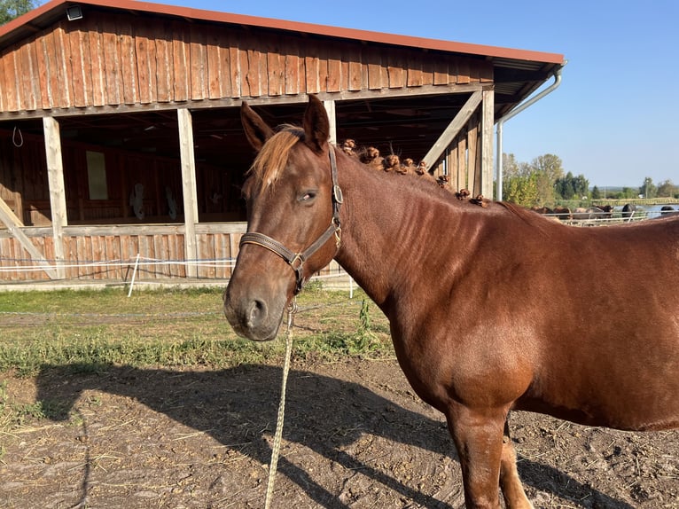 Autres chevaux de trait Croisé Jument 17 Ans 160 cm in Mescherin