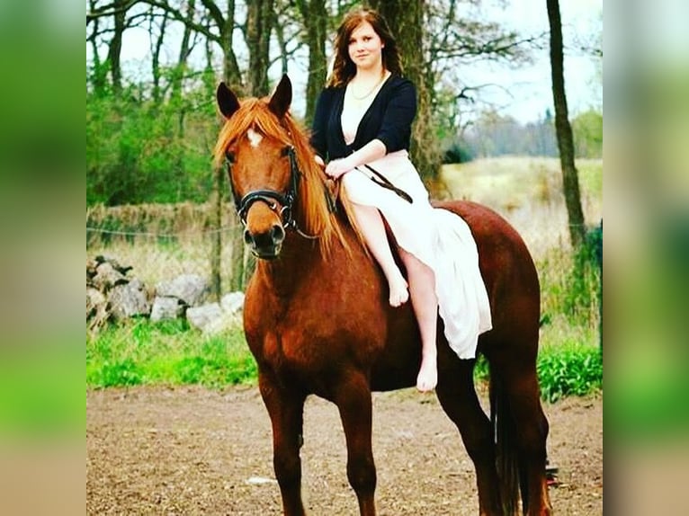 Autres chevaux de trait Croisé Jument 17 Ans 160 cm in Mescherin