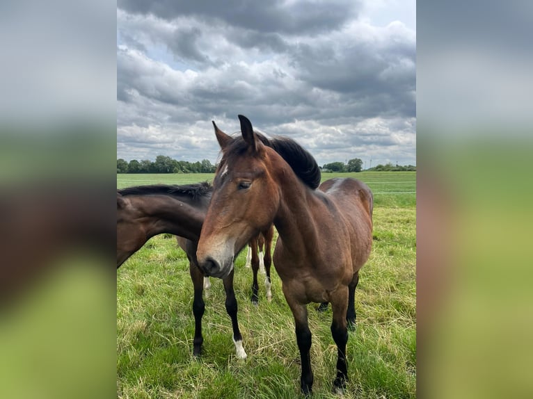 Autres chevaux de trait Jument 1 Année Bai brun in Filsum