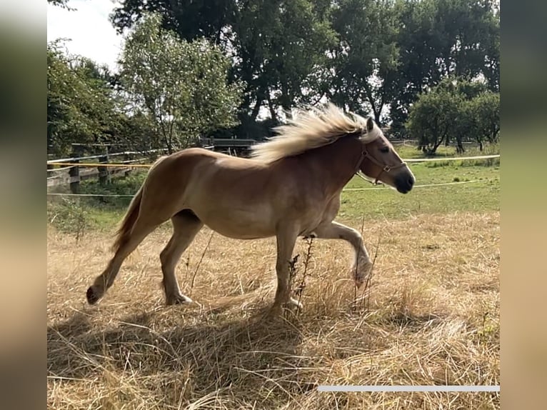 Autres chevaux de trait Croisé Jument 2 Ans 151 cm Palomino in Am Gro&#xDF;en Bruch