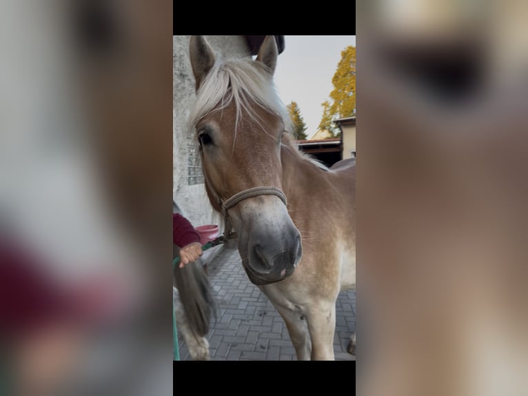 Autres chevaux de trait Croisé Jument 2 Ans 151 cm Palomino in Am Gro&#xDF;en Bruch