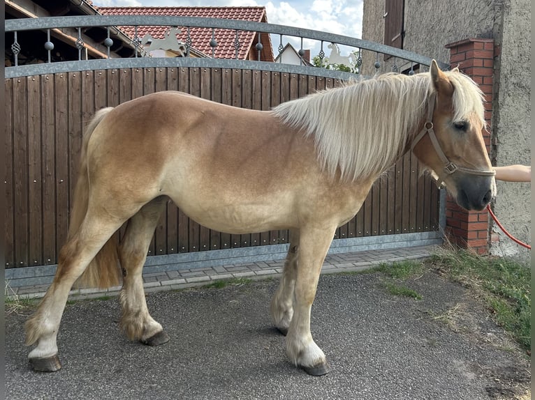 Autres chevaux de trait Croisé Jument 2 Ans 151 cm Palomino in Am Gro&#xDF;en Bruch