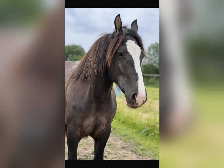 Autres chevaux de trait Jument 2 Ans 158 cm Bai brun foncé in Hamburg