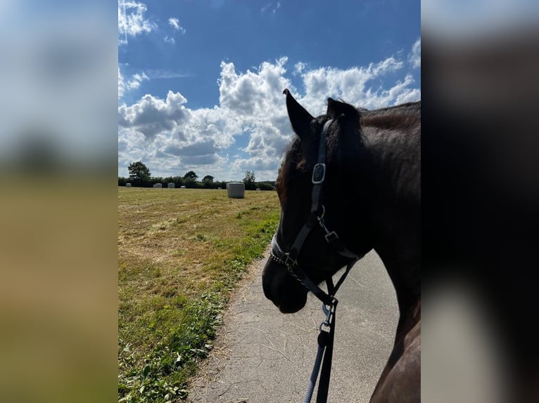 Autres chevaux de trait Jument 2 Ans 158 cm Bai brun foncé in Hamburg