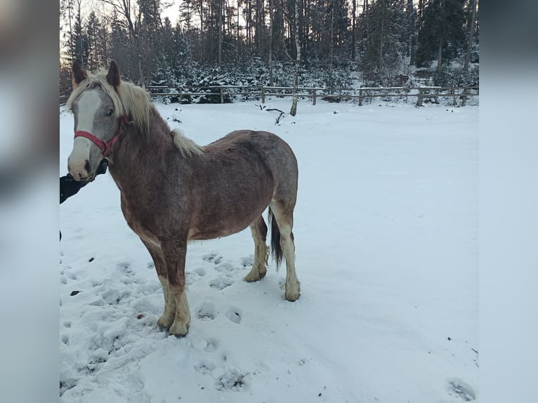 Autres chevaux de trait Jument 2 Ans Aubère in Stężyca