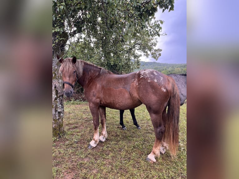 Autres chevaux de trait Jument 3 Ans 154 cm Alezan in Šentjernej
