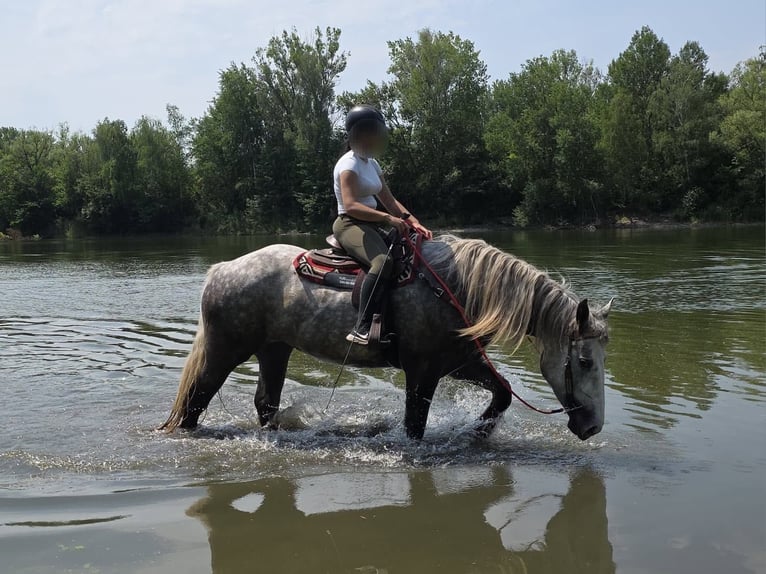 Autres chevaux de trait Jument 3 Ans 154 cm Gris pommelé in Linkenbach