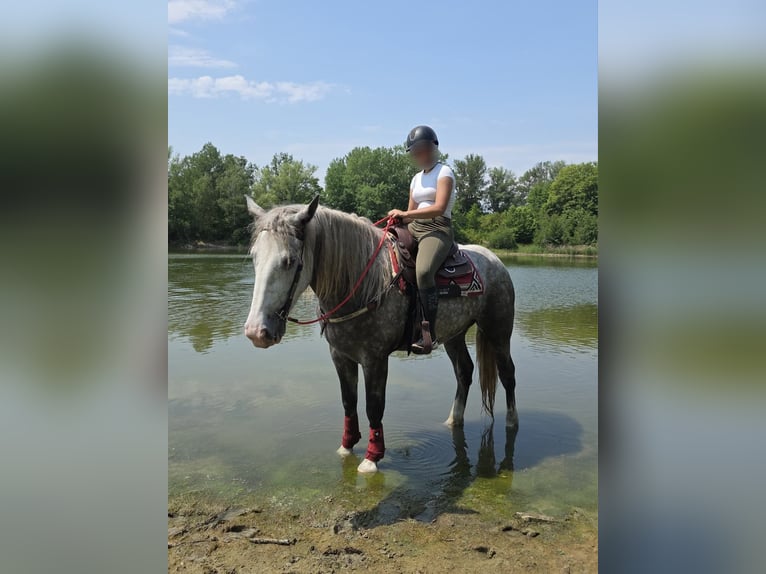Autres chevaux de trait Jument 3 Ans 154 cm Gris pommelé in Linkenbach
