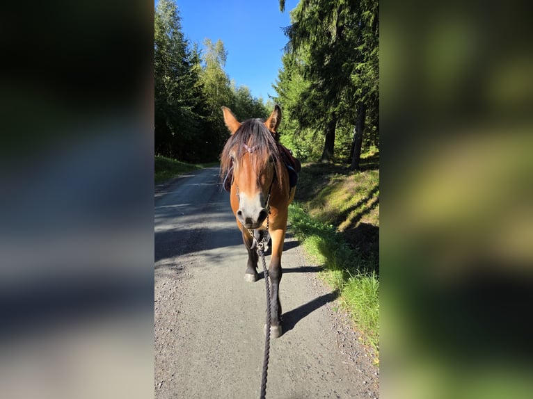 Autres chevaux de trait Jument 3 Ans 155 cm Bai in Gothenburg