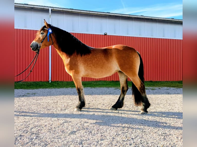 Autres chevaux de trait Jument 3 Ans 155 cm Bai in Gothenburg