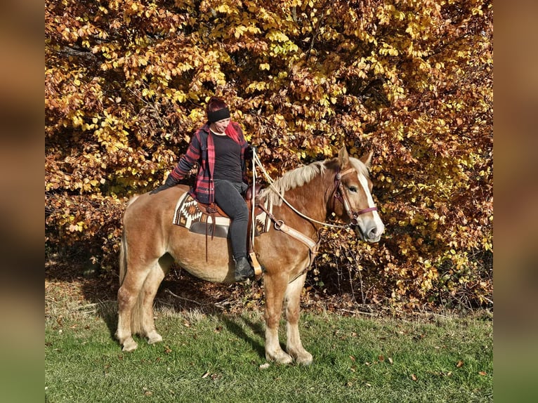 Autres chevaux de trait Jument 3 Ans 158 cm Alezan in Linkenbach