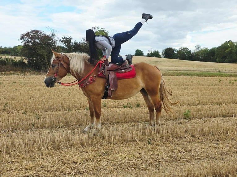 Autres chevaux de trait Jument 3 Ans 158 cm Alezan in Linkenbach
