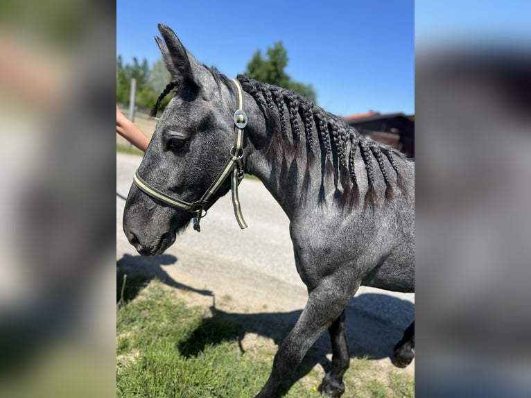 Autres chevaux de trait Jument 4 Ans 148 cm Gris pommelé in Uttendorf
