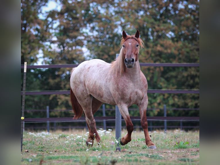 Autres chevaux de trait Jument 4 Ans 152 cm Rouan Rouge in Pastetten