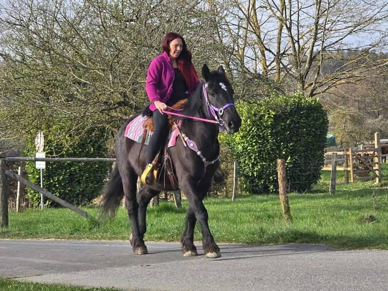 Autres chevaux de trait Croisé Jument 4 Ans 153 cm Noir in Linkenbach