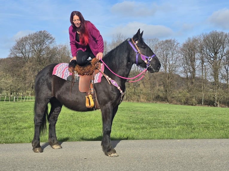 Autres chevaux de trait Croisé Jument 4 Ans 153 cm Noir in Linkenbach
