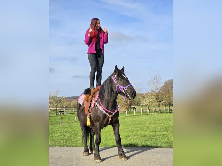 Autres chevaux de trait Croisé Jument 4 Ans 153 cm Noir in Linkenbach