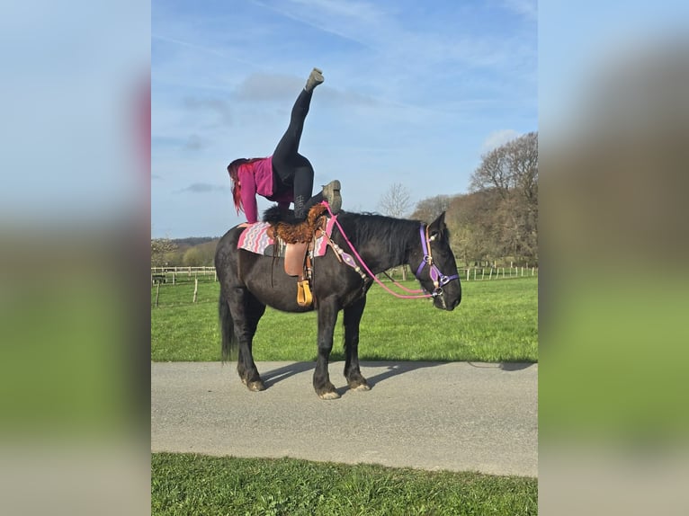 Autres chevaux de trait Croisé Jument 4 Ans 153 cm Noir in Linkenbach