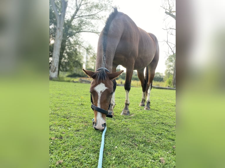 Autres chevaux de trait Croisé Jument 4 Ans 155 cm Bai brun in Maasbracht