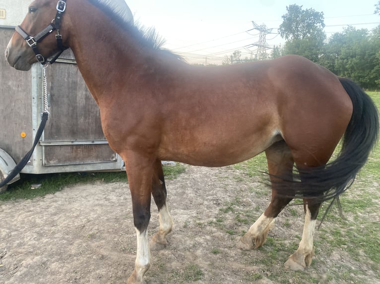 Autres chevaux de trait Croisé Jument 4 Ans 155 cm Bai brun in Maasbracht