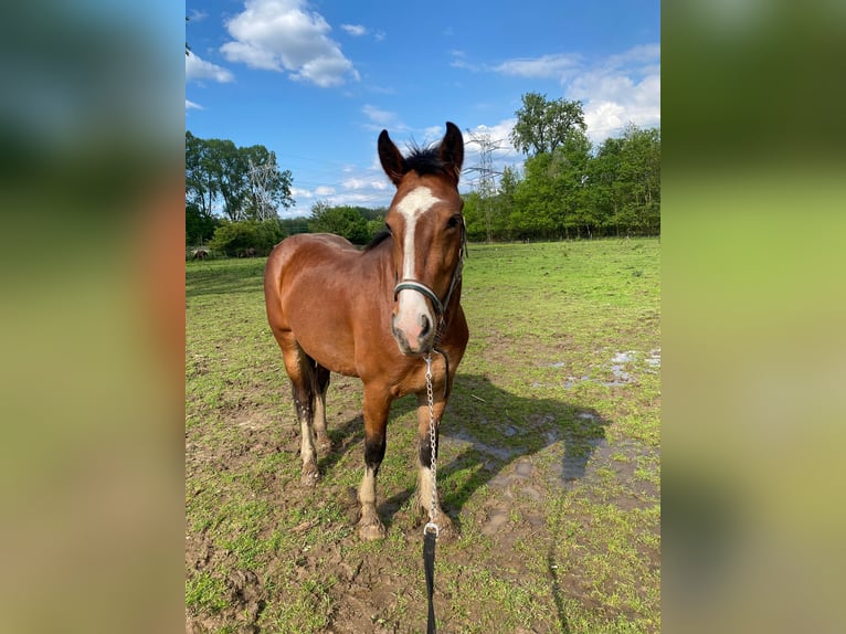 Autres chevaux de trait Croisé Jument 4 Ans 155 cm Bai brun in Maasbracht