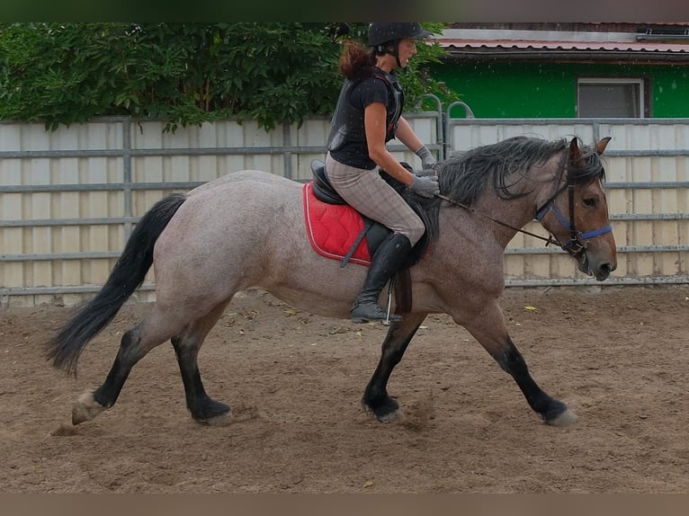 Autres chevaux de trait Croisé Jument 4 Ans 155 cm Gris (bai-dun) in Buttstädt
