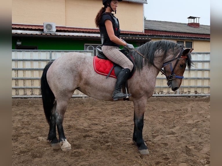 Autres chevaux de trait Croisé Jument 4 Ans 155 cm Gris (bai-dun) in Buttstädt