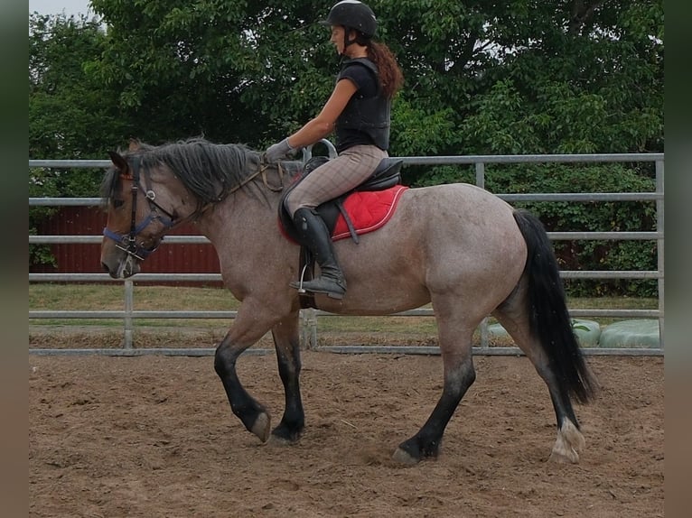 Autres chevaux de trait Croisé Jument 4 Ans 155 cm Gris (bai-dun) in Buttstädt