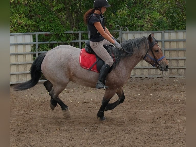 Autres chevaux de trait Croisé Jument 4 Ans 155 cm Gris (bai-dun) in Buttstädt